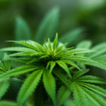 Cannabis plant photo by Michael Fischer from Pexels