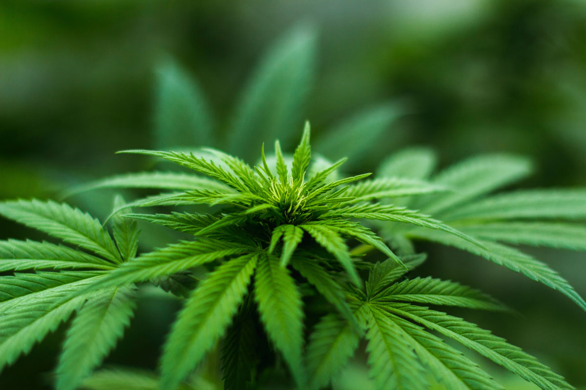 Cannabis plant photo by Michael Fischer from Pexels